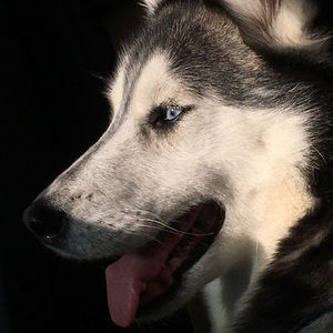 Meet your Posher, Serenity